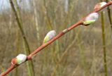 Salix myrsinifolia. Побег с распускающимися соцветиями. Ярославская обл., пос. Новый Некоуз, берег р. Ильд. 28.04.2011.