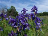 Iris sanguinea. Верхушки цветущих растений. Хабаровский край, окр. г. Комсомольск-на-Амуре, зарастающий луг. 16.06.2026.