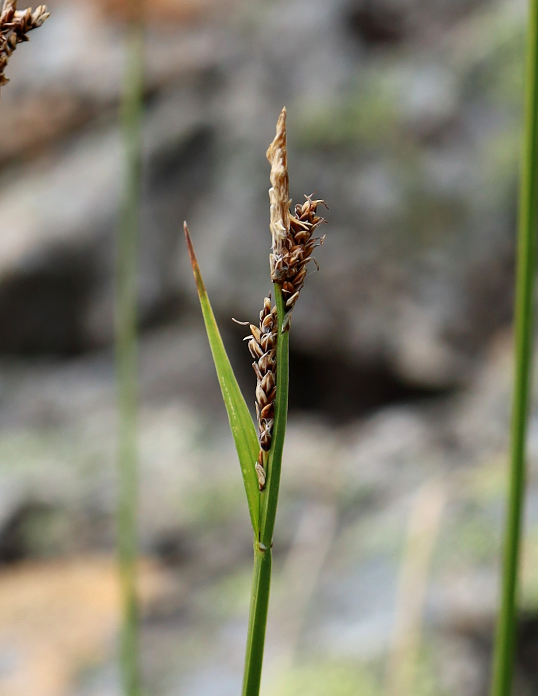 Image of Carex arctisibirica specimen.