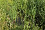 Typha angustifolia. Отцветшие растения. Беларусь, Витебская обл., окр. пос. Езерище, побережье оз. Езерище близ дендрария, обводнённая дренажная канава у дороги. 15.07.2026.