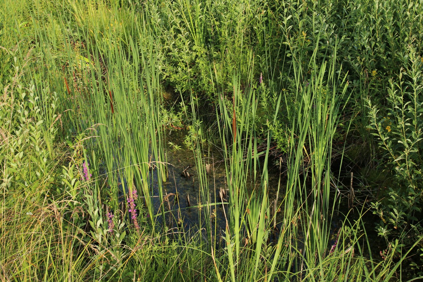 Image of Typha angustifolia specimen.