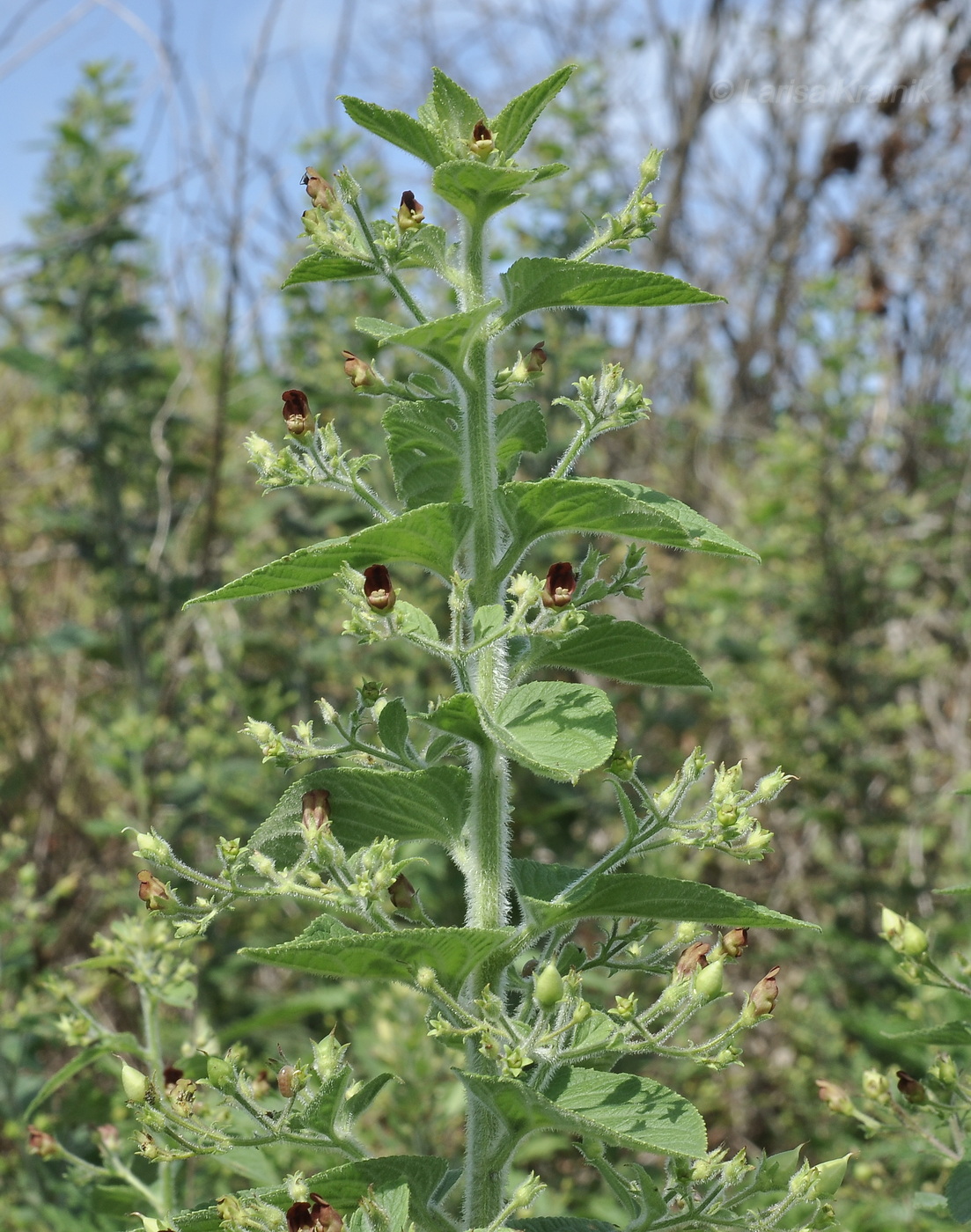 Изображение особи Scrophularia maximowiczii.