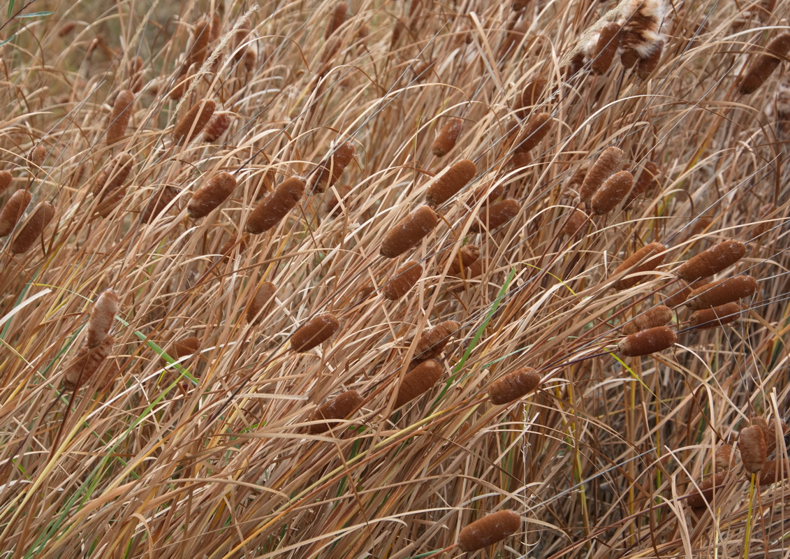 Изображение особи род Typha.