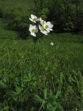 Anemonastrum narcissiflorum