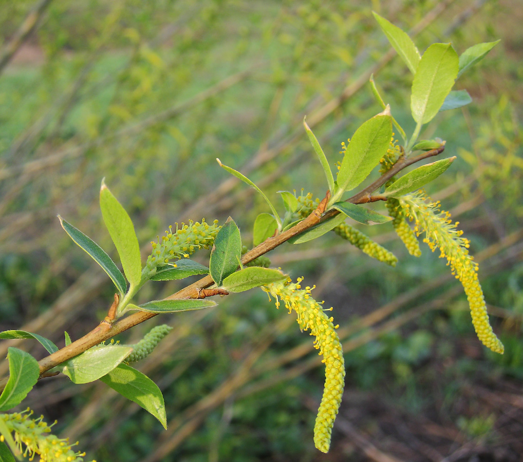 Image of Salix triandra specimen.