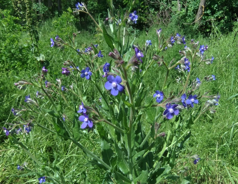 Image of Anchusa azurea specimen.