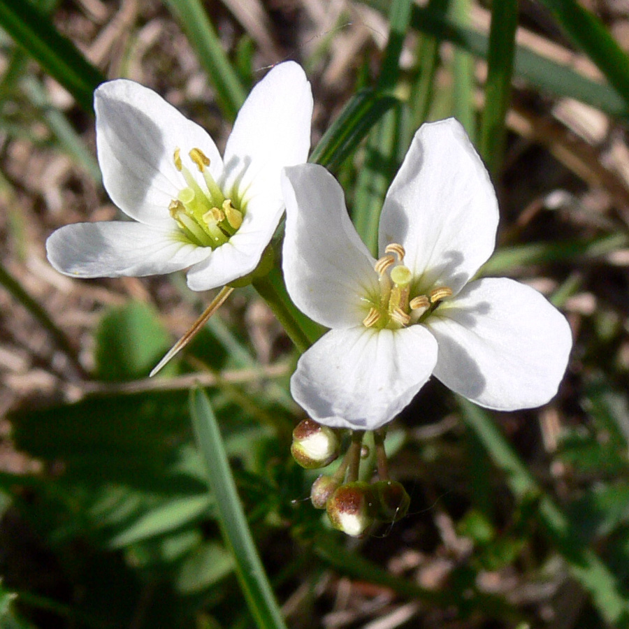 Изображение особи род Cardamine.