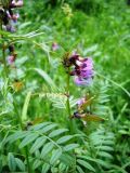 Vicia sepium