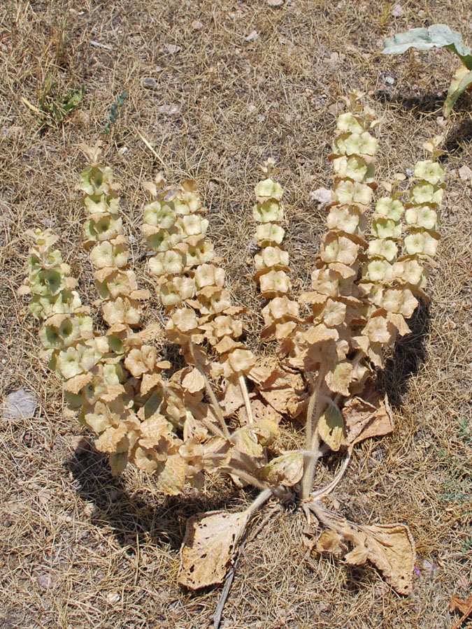 Image of Eremostachys isochila specimen.