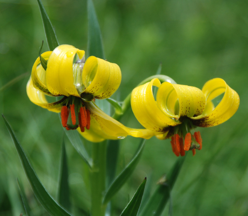 Image of Lilium bosniacum specimen.