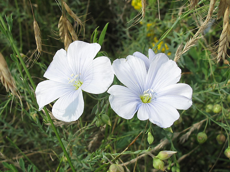 Image of Linum austriacum specimen.