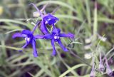 Delphinium grandiflorum