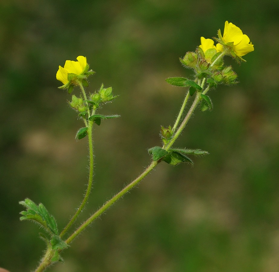 Image of Potentilla humifusa specimen.