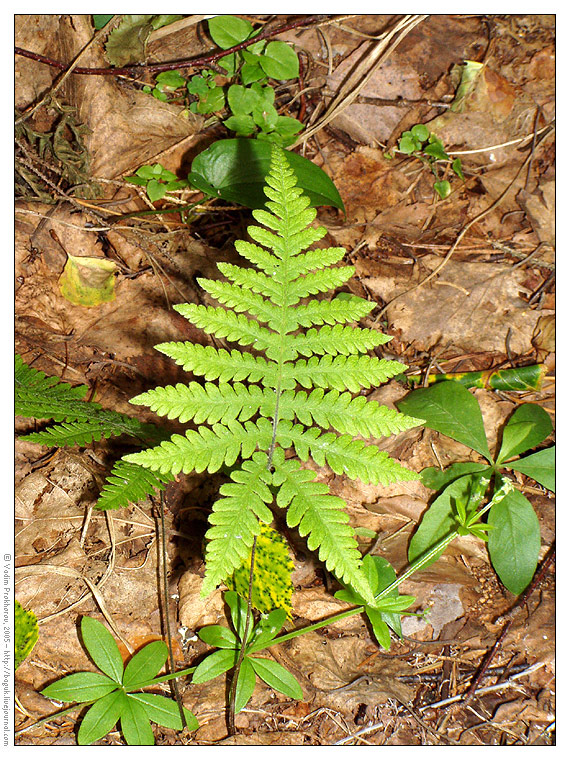 Image of Phegopteris connectilis specimen.