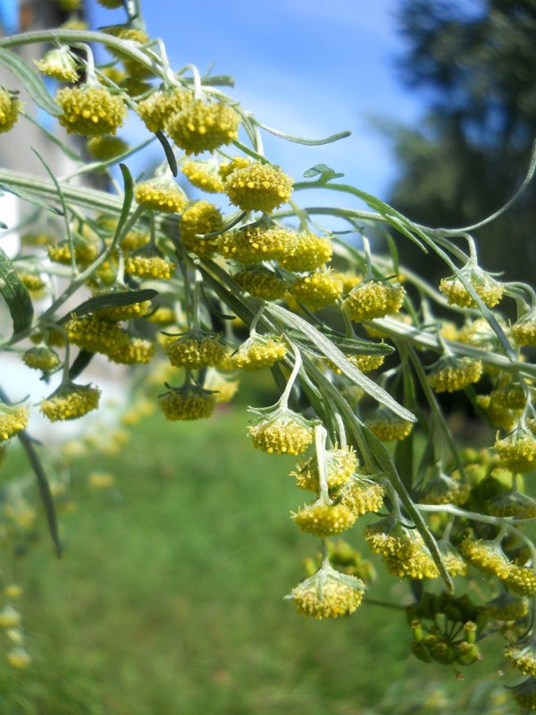 Изображение особи Artemisia absinthium.