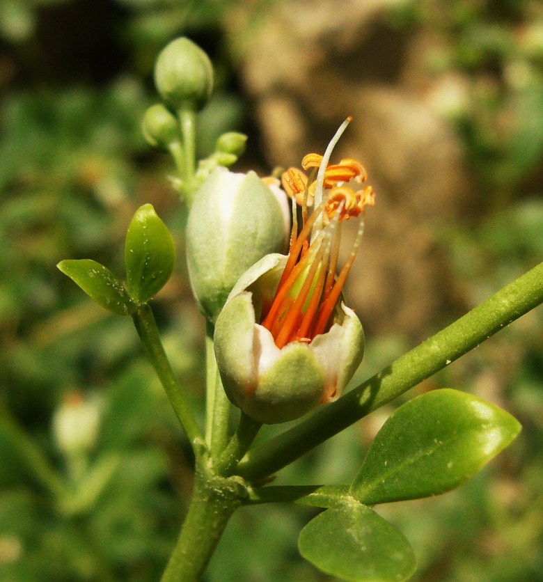 Image of Zygophyllum fabago specimen.