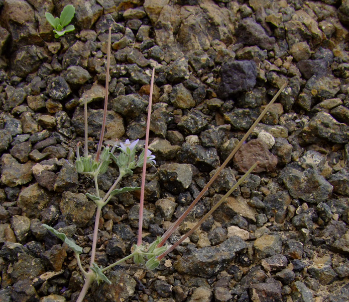 Изображение особи Erodium oxyrhynchum.