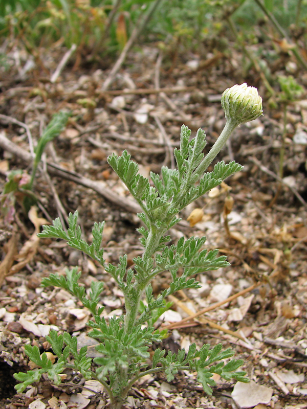 Изображение особи Anthemis ruthenica.