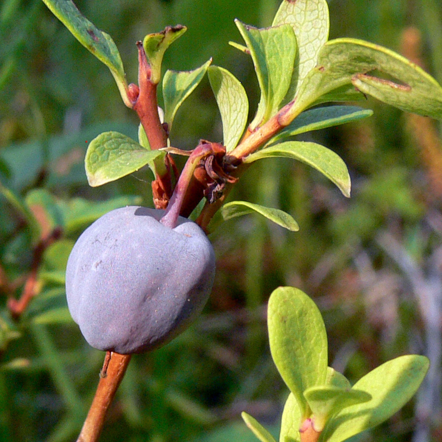 Изображение особи Vaccinium uliginosum.