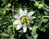 Passiflora caerulea. Цветок. Азербайджан, г. Баку, садовый участок. 30.05.2009.