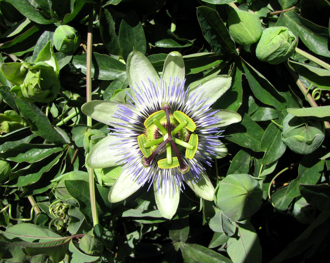 Изображение особи Passiflora caerulea.