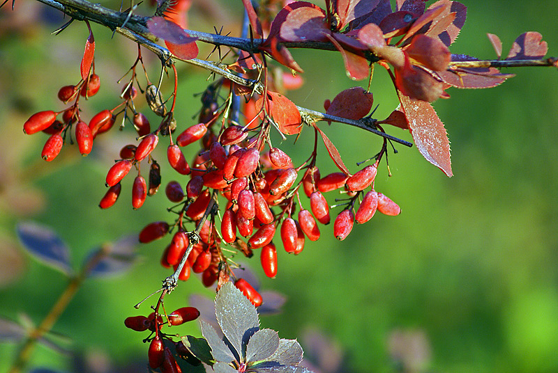 Изображение особи Berberis vulgaris.