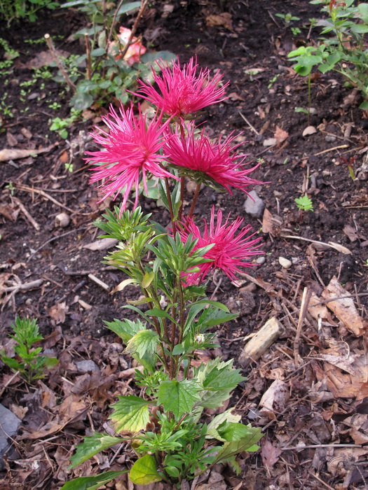 Изображение особи Callistephus chinensis.