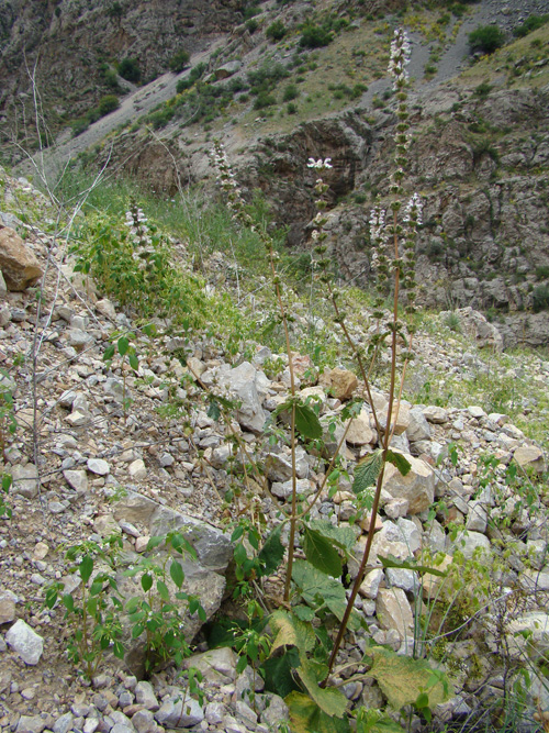 Изображение особи Phlomoides kurpsaica.