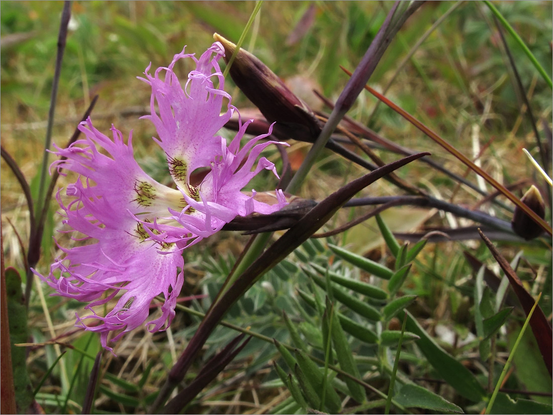 Image of Dianthus superbus ssp. norvegicus specimen.