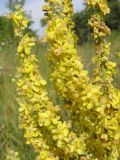 Verbascum lychnitis