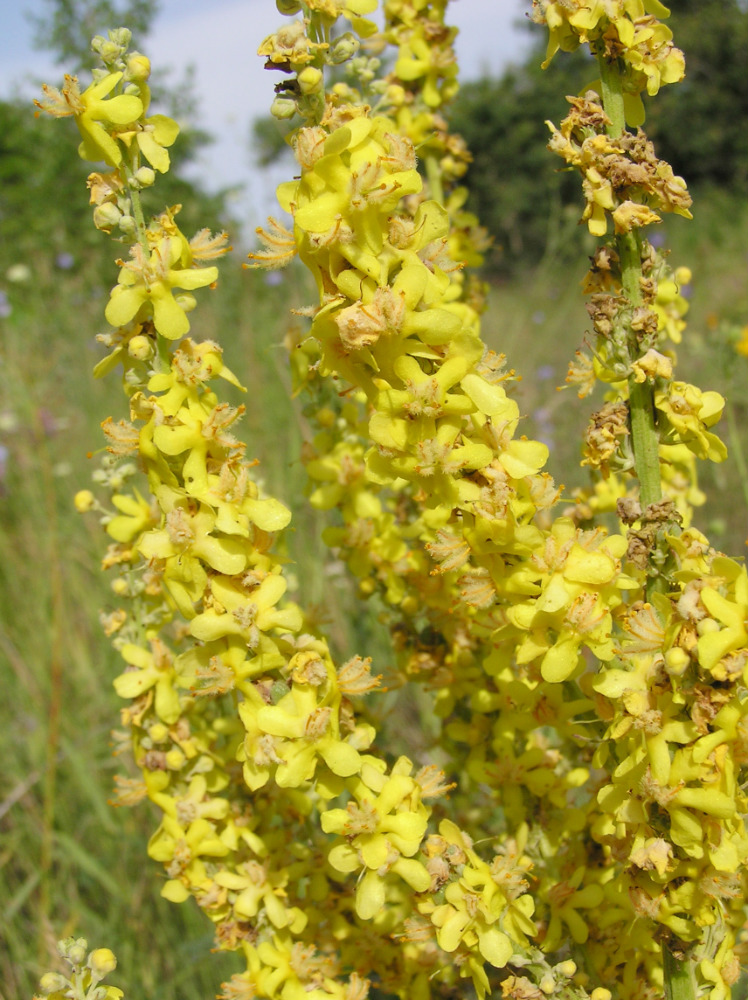 Изображение особи Verbascum lychnitis.