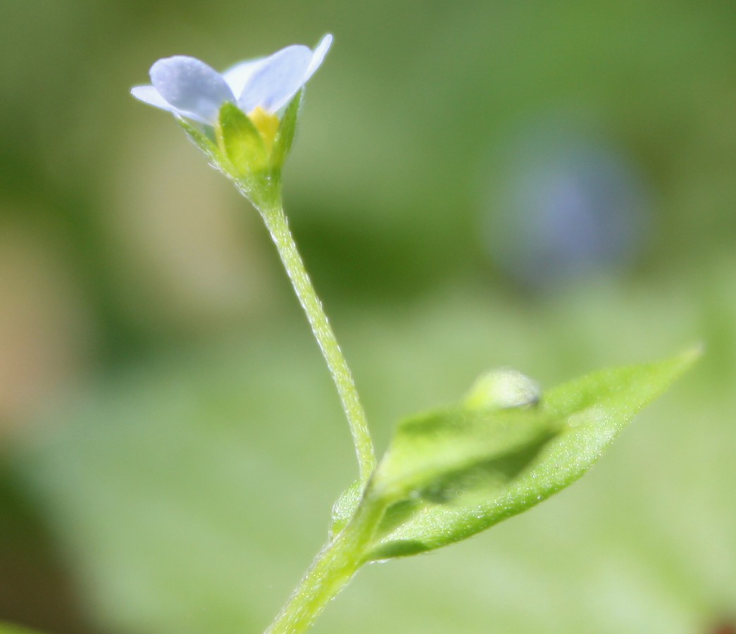 Изображение особи Omphalodes scorpioides.