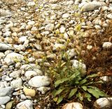 Paracaryum turcomanicum. Плодоносящее растение на берегу горной речки. Копетдаг, Чули. Май 2011 г.