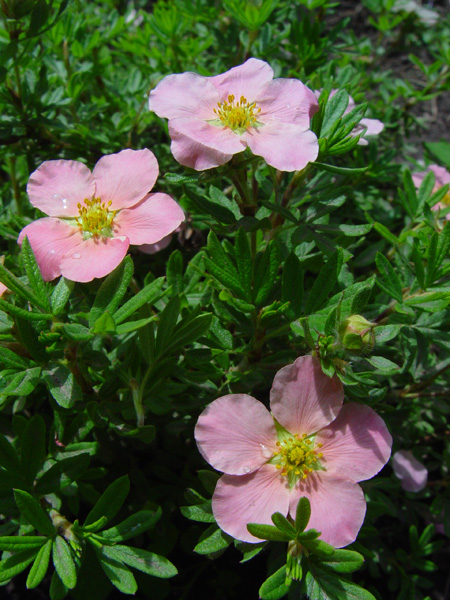 Image of Dasiphora fruticosa specimen.