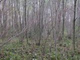 Alnus incana