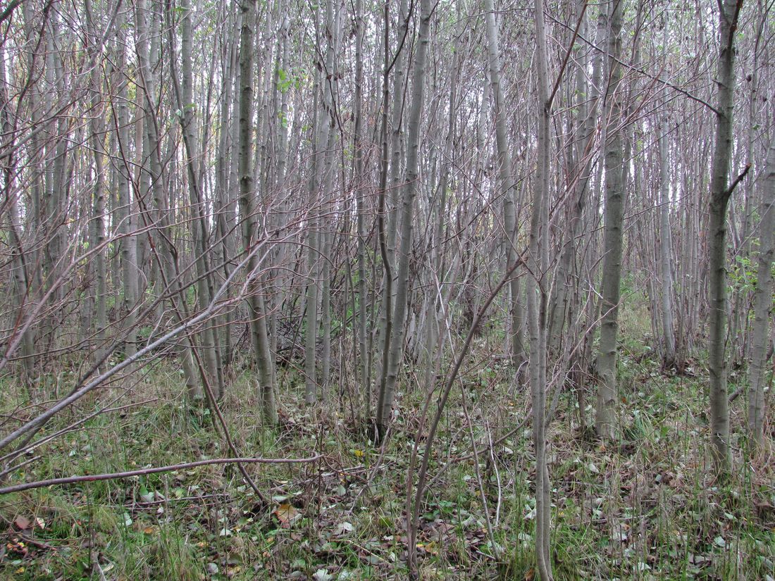 Изображение особи Alnus incana.