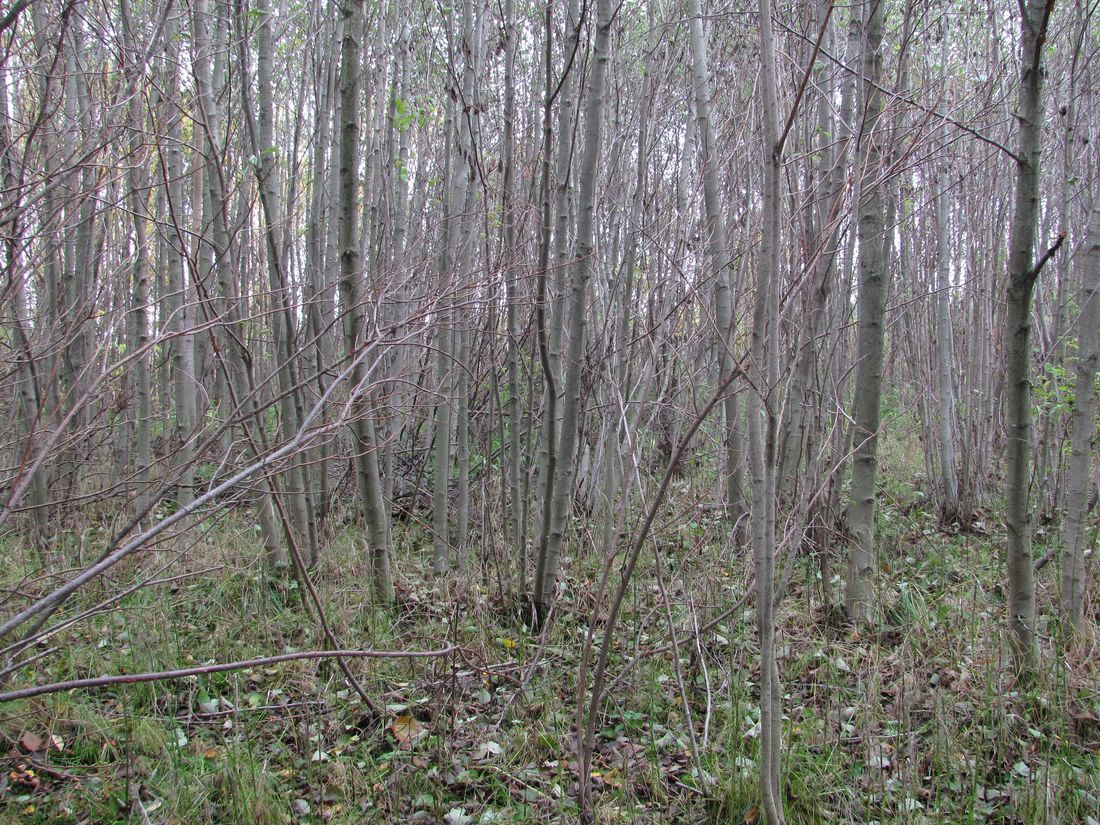 Image of Alnus incana specimen.