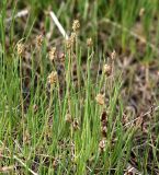 Plantago schrenkii