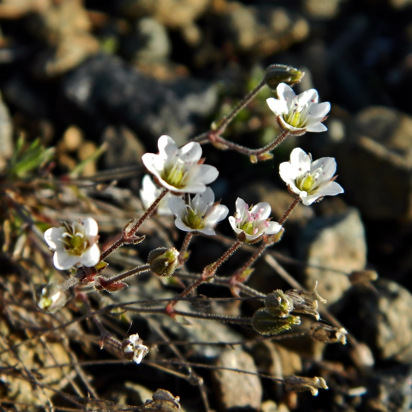 Изображение особи Minuartia uralensis.