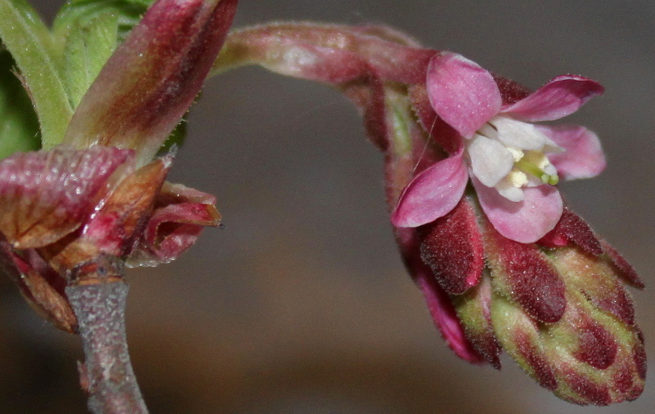 Image of Ribes sanguineum specimen.