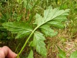 Erodium gruinum