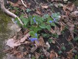Brunnera macrophylla
