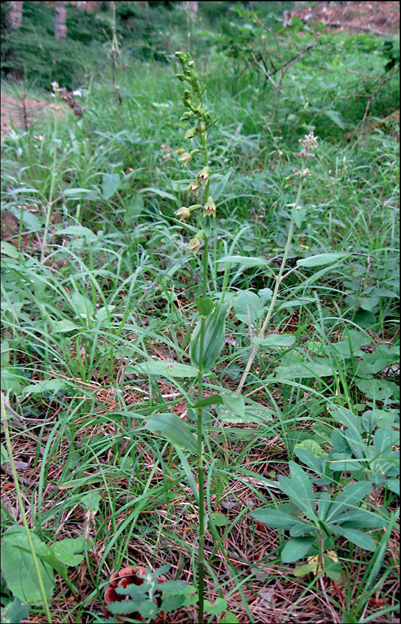 Изображение особи Epipactis persica.