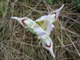 Iris pumila