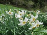 Narcissus angustifolius