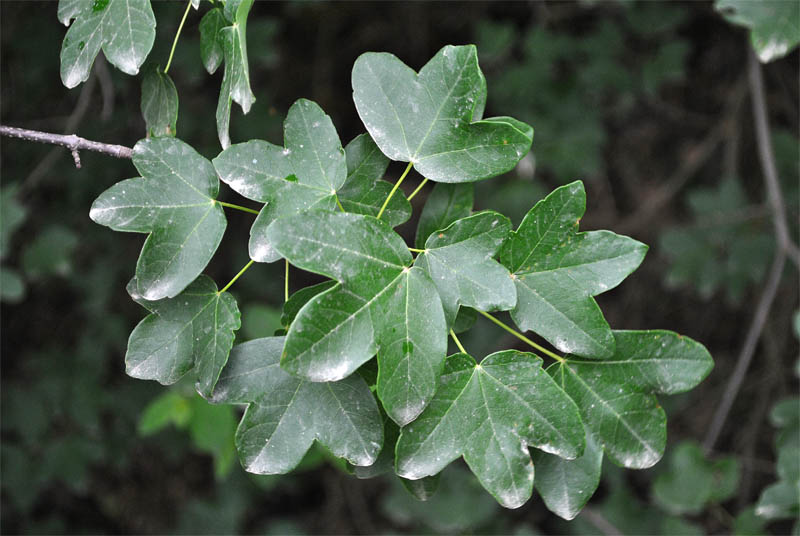 Image of Acer ibericum specimen.