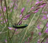 Astragalus macropterus