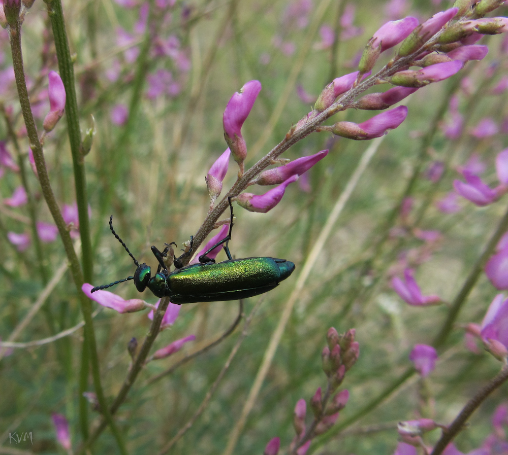 Image of Astragalus macropterus specimen.