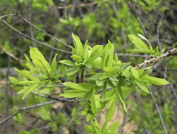 Image of Salix integra specimen.