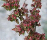 Rumex sylvestris. Часть соплодия. Черноморское побережье Кавказа, берег реки Джанхот вблизи пляжа. 09.06.2012.